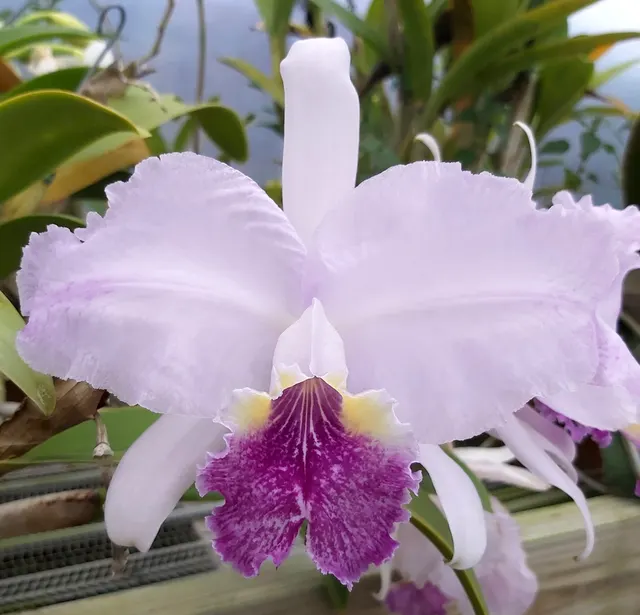 Cattleya Carmen (Cattleya)