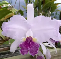 C. Carmen