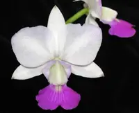 C. walkeriana sem-alba (C-WS) (Cattleya - - walkeriana )