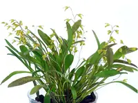 Specklinia grobyi