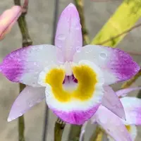 Dendrobium gratiosissimum x self 1.7" Fragrant