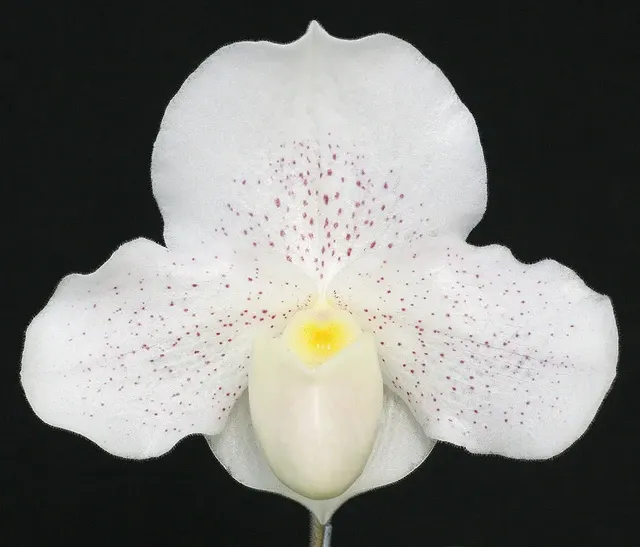 Paphiopedilum Bella Luna ‘Delight’ AM/AOs