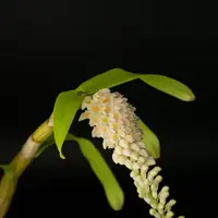 Den. secundum (alba x red)
