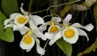 Dendrobium signatum