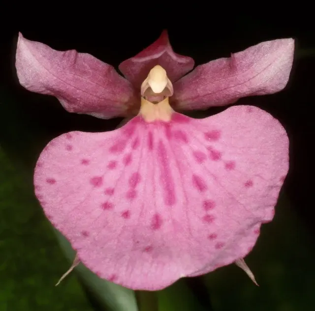 Rhynchostele majalis (Rhynchostele)