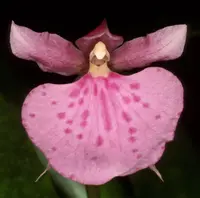 Rhynchostele majalis