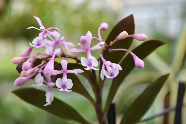 Epidendrum ANIKA HASSINGER