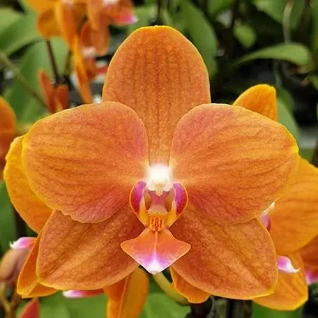 Phalaenopsis KS Pride