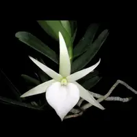 Angraecum didieri