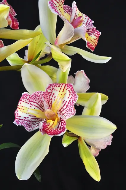 Cymbidium Green Valley Emerald – Peloric 'Tri-lip' (Cymbidium)