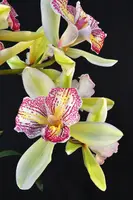 Cymbidium Green Valley Emerald 'Tri-lip' – Peloric