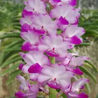 Fragrant Orchid Rhyncostylis coelestis Pink Live Mature Orchid