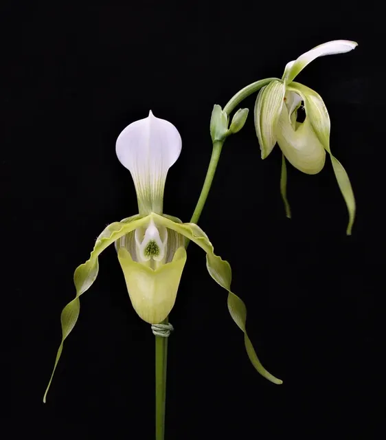 Paphiopedilum dianthum fma album (Paphiopedilum)