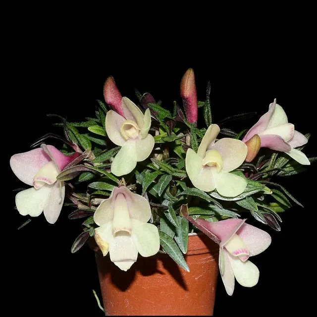 Dendrobium cuthbertsonii f pink x f white