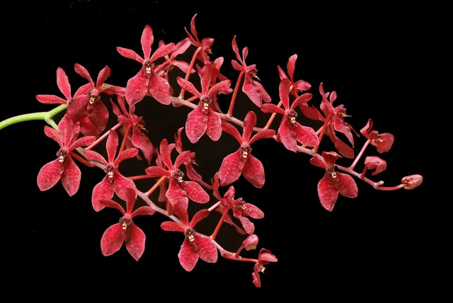 Renanthera Gerald Tan 'Red Dragon' (Renanthera)