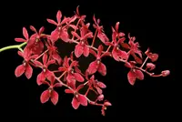 Renanthera Gerald Tan 'Red Dragon'
