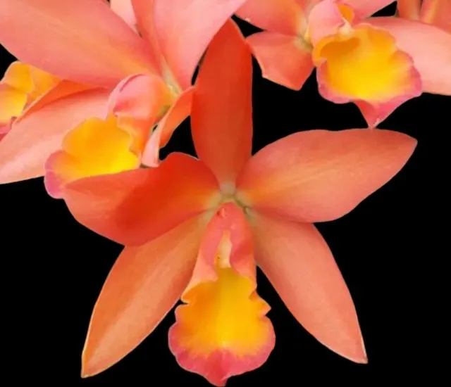Cattlianthe Caribbean Treat