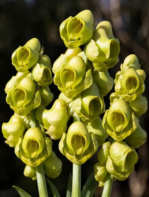 Catasetum planiceps (Catasetum)