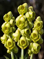 Catasetum Planiceps Blooming Size