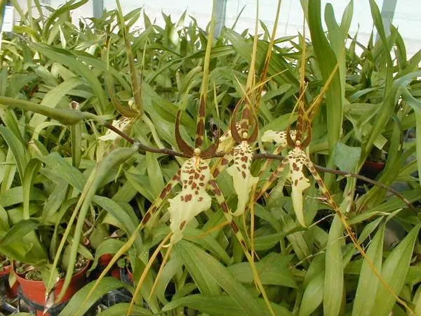 Brassia lawrenceana 'longissima'