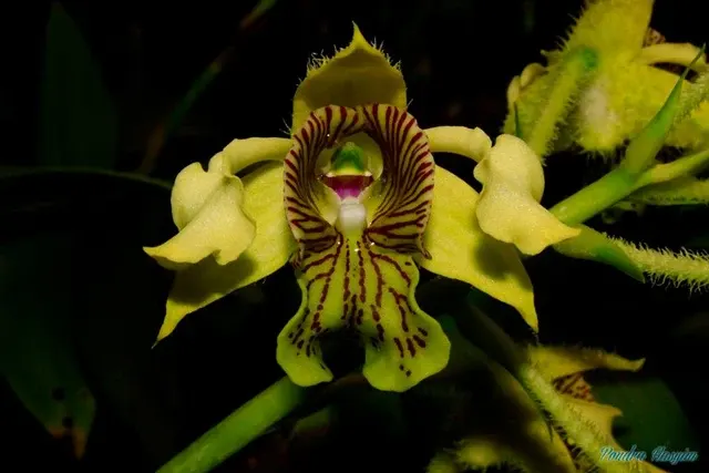 Dendrobium Jungle Gem Latourea Section