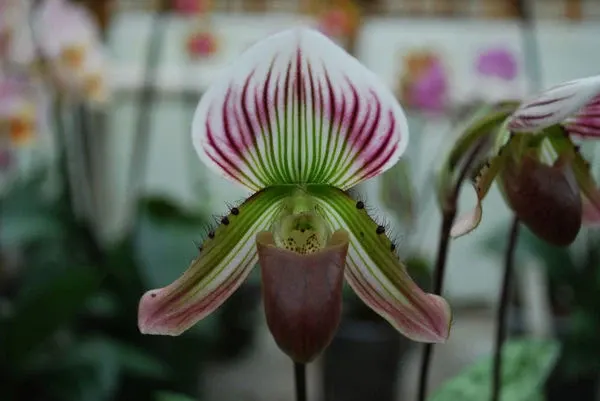 Paphiopedilum thailandense