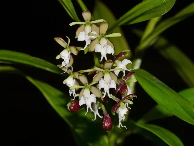 Epidendrum panguiense (Epidendrum)