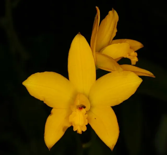 Laelia briegeri (Laelia)