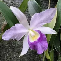 Cattleya Mishima Elf