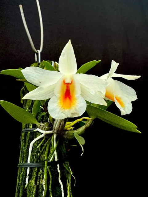 Dendrobium christyanum x sib (Dendrobium)