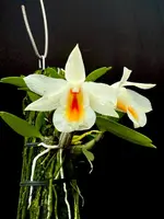 Dendrobium christyanum x sib