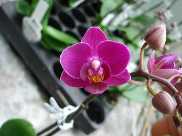 Doritaenopsis SOGO BERRY