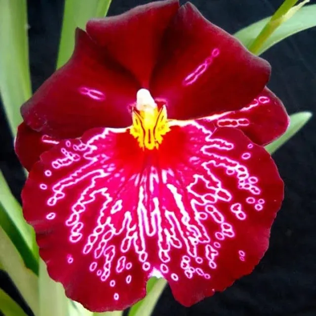 Miltoniopsis Bert Field 'Leash' (Miltoniopsis)