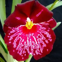 Orchid Miltoniopsis Bert Field 'Leash' Orchid Live plants