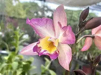 Iwanagara Apple Blossom