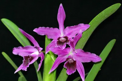 Cattleya Callistoglossa (Cattleya)
