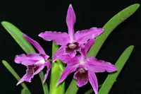 C. Callistoglossa (purpurata var. sanguinea 'K.S.' x warscewiczii tipo '1776') (C2053) (Hybrid) SS