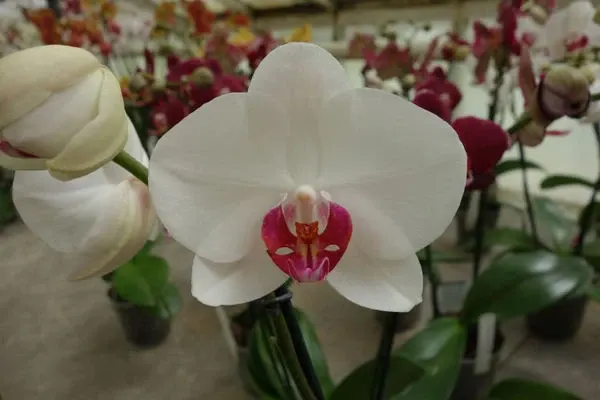 Phalaenopsis PASSION