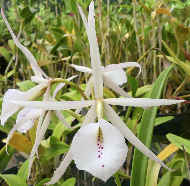 Brassocattleya Karin Lomer 'Ed Mikulka' (Brassocattleya)
