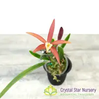 Laelia Harmill 'Orange Glow' x Brassavola Nodosa '24088' (6223) — 2" Pot / Without Spike