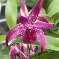 Dendrobium Victorian Jazz '808 Orchids' blooming size Australian Dendrobium orchid clone. Beautiful long lasting blooms.