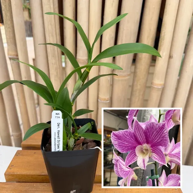 Dendrobium Hawaii Stripes 'Volcano Queen' (Dendrobium)