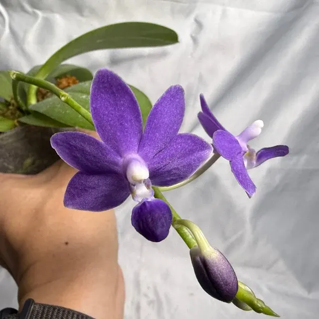 Phalaenopsis Purple Martin