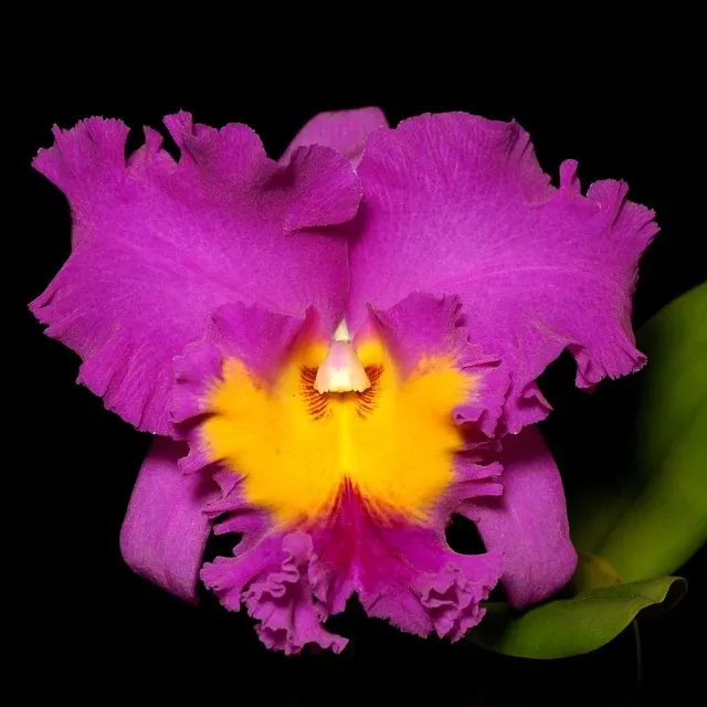 Rhyncholaeliocattleya Pink Empress Parfumata