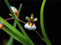 Ornithophora radicans