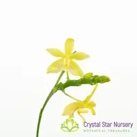 Phalaenopsis Cornustris 'Yellow' (34) — 1.7" Pot / With Spike/Bloom