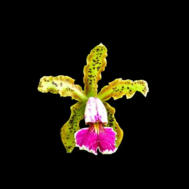 Cattleya schilleriana var semi alba 'Queen Emeraldas' (Cattleya)