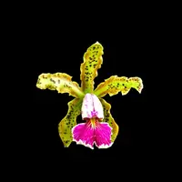 Cattleya schilleriana var. semi alba 'Queen Emeraldas' AM/AOS