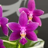 [Bare-root][Import AS-IS] #PA# Phal. Equalacea 'Smurf' 藍精靈 [2.5" BS][Sept Preorder 26]