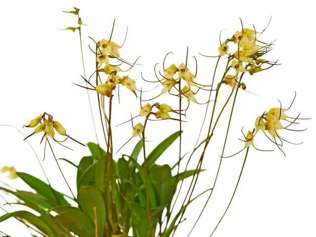 Masdevallia graminea (Masdevallia)
